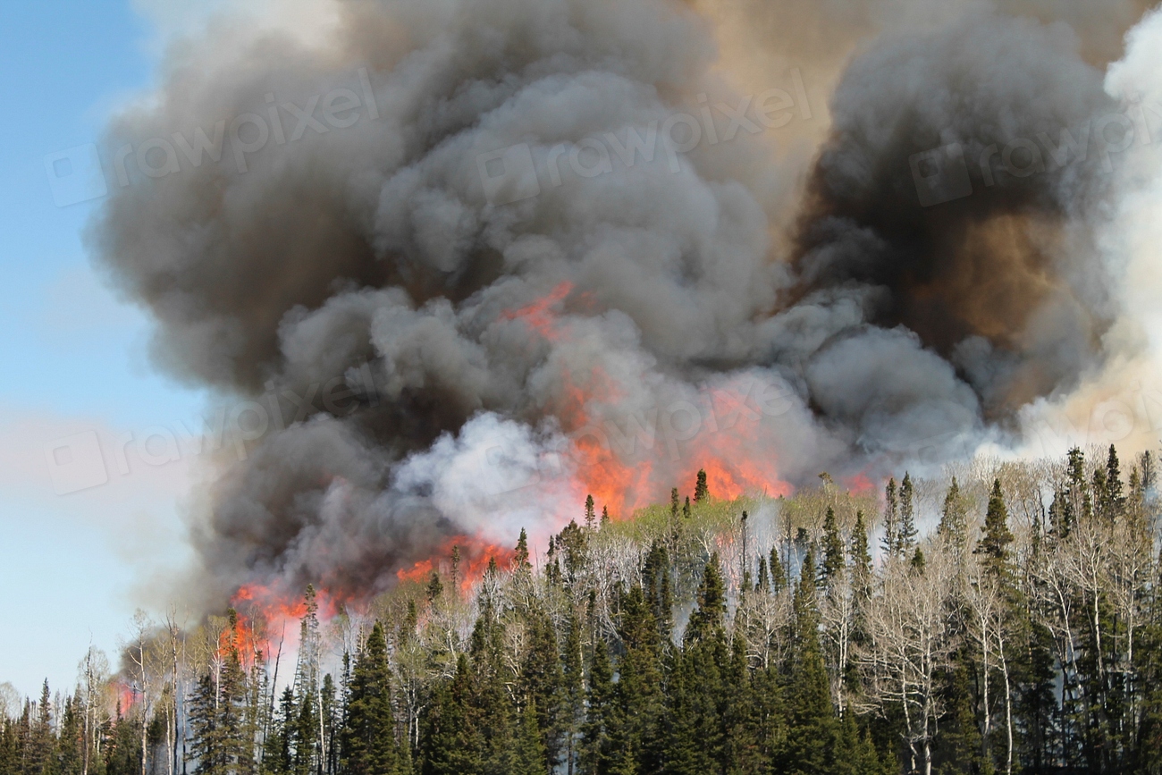 Wildfire smoke and your garden health